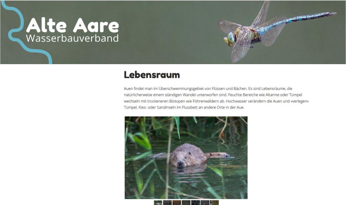 Alte Aare Website Lebensraum